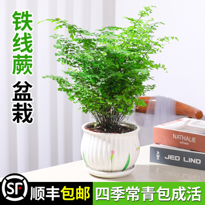 铁线蕨盆栽室内客厅办公室蕨类绿植物花盆客厅茶几四季好养绿植