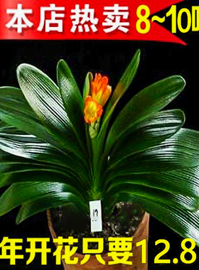 君子兰盆栽老苗带花苞四季好养花卉绿植物室内阳台圆头和尚大小苗