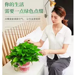 室内绿萝盆栽室内植物花卉绿植大绿箩新房家用高颜值花