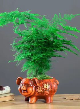 精选文竹盆栽植物室内净化空气办公室绿植花卉盆栽盆景四季常青小