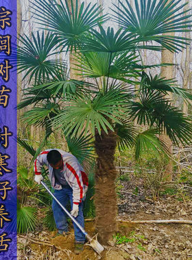 树苗蒲葵扇子庭院四季常青