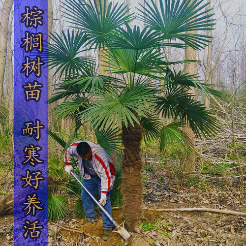 树苗蒲葵扇子庭院四季常青