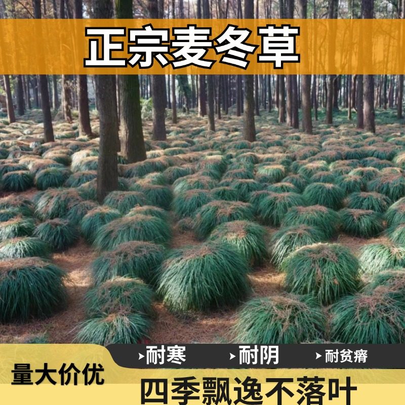 耐寒植物四季常青耐阴