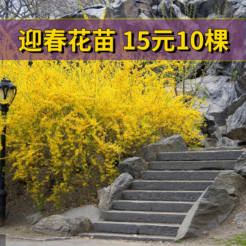 迎春树苗黄老虎庭院植物花卉灌木耐寒河边绿化好养活地栽连翘