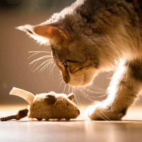 i宠Gwi贵为老鼠猫咪用品毛绒发声猫玩具物G自玩具小猫XVS嗨幼猫卡
