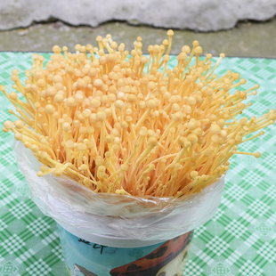 新款金针菇种植菌包高产母种蘑菇菌种速产食用菌菌包阳台盆栽种植