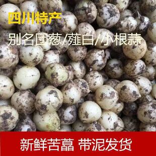 4斤 四川苦藠头新鲜团葱小根蒜野菜野葱头苦茭头小蒜头薤白 包邮