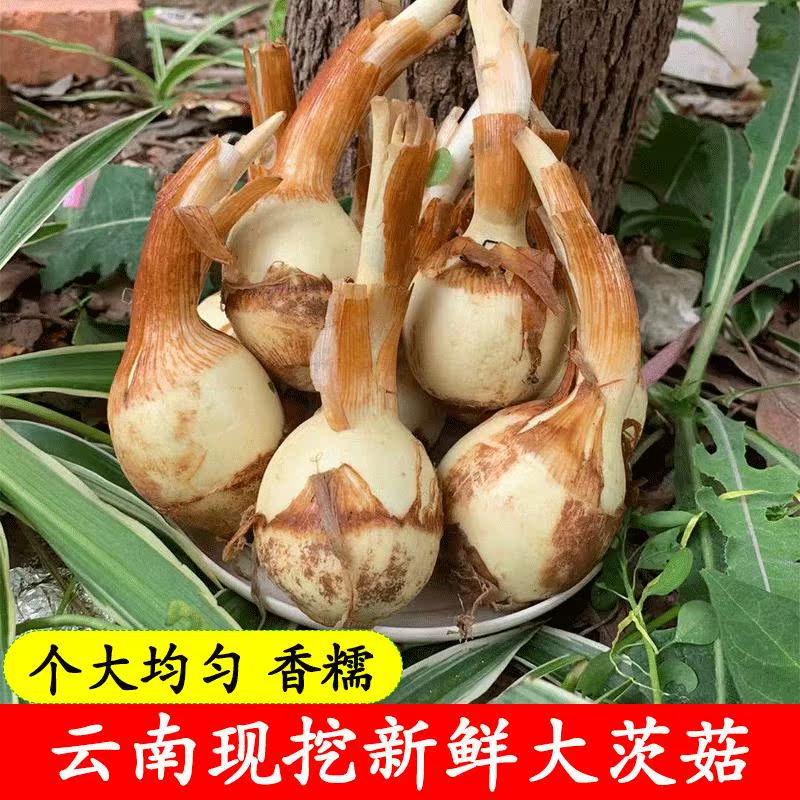 白马蹄现挖云南白茨菇种苗新鲜白慈菇茨菰燕尾菜粉糯慈姑芽菇种子