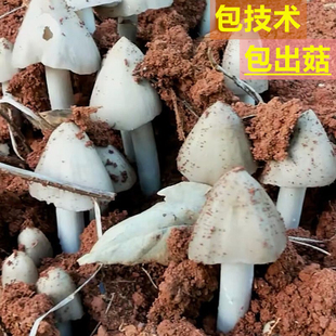 云南野生鸡枞菌菌种栽培种荔枝菌伞把菌种子三塔菌蘑菇菌菇种植包