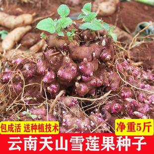 雪莲果种籽种球现黄心白心优质农家苗云南天山雪连果种子种植苗子