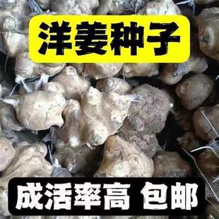 2024洋姜种子现挖鬼子姜姜不辣菊芋胰岛果产地直发种子