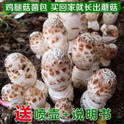 超大喷壶说明书食用蘑菇菌种