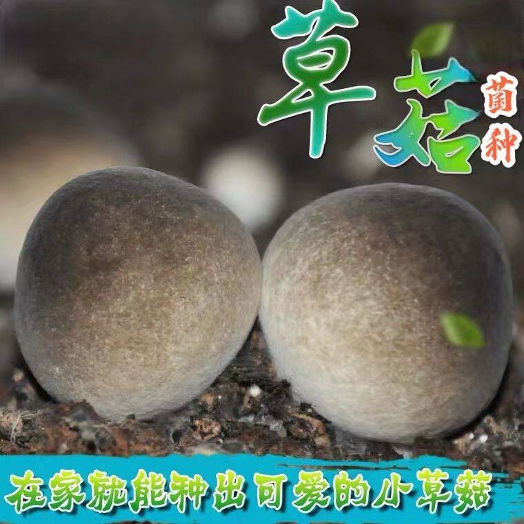 草菇食用菌棒菌种菌包蘑菇室内种植包平菇菌包木耳菇种四季菌种子