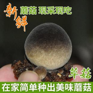 草菇菌种栽培种食用菌包蘑菇原种菌种菌棒母钟阳台家庭蘑菇种植包