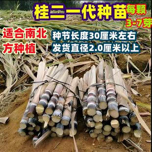 水果黑皮甘蔗苗南北方种籽子脆皮带芽孢种苗黄皮甘蔗种苗种青皮苗