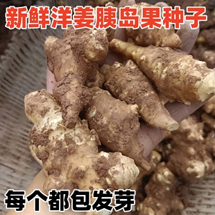 新鲜洋姜菊芋鬼子姜姜种苗不辣胰岛果菜姜甜姜旱姜芽子做种子的