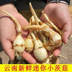 云南白茨菇种子现挖迷你小茨菇农家白慈姑苗新鲜白马蹄茨菰燕尾菇