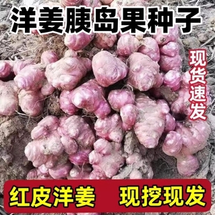 红洋姜种子紫洋姜籽鬼子姜姜不辣胰岛果种苗红皮菊芋洋芋头种子