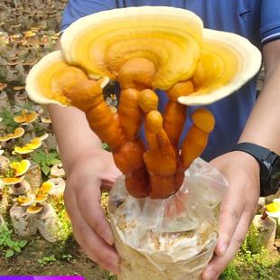 海笛蘑盒网红趣味赤灵芝菌包盆栽食用菌棒蘑菇种植包家庭阳台客厅