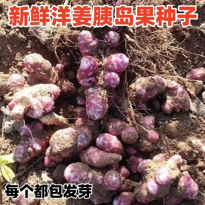 新鲜红皮洋姜红洋姜种子菊芋现挖鬼子姜地环姜不辣泡胰岛果种籽苗