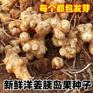 洋姜新鲜现挖野生洋姜鬼子姜不辣菊芋农家自种蔬菜生酱腌泡菜种子