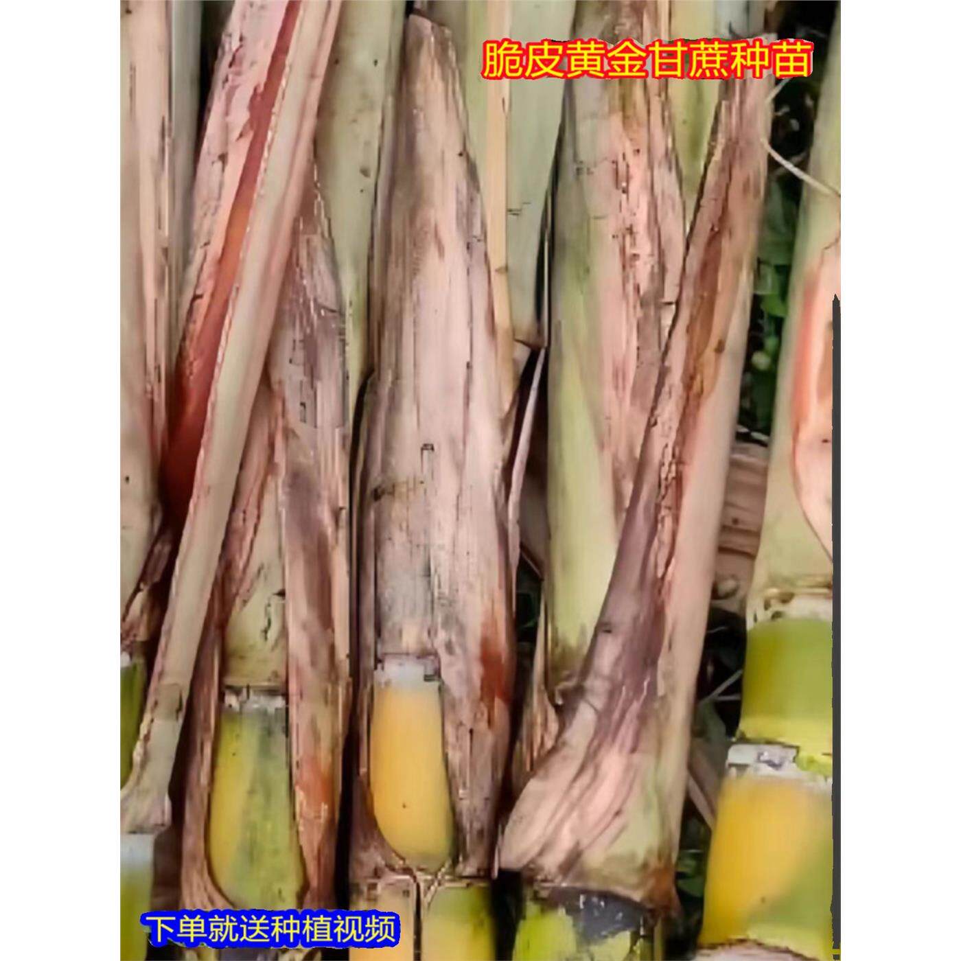 广西黑皮甘蔗苗种带芽孢种植种苗白玉干蔗苗水果种子黄皮甜甘蔗种