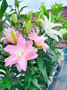 香水百合花种球盆栽花卉室内室外四季好养活植物种子郁金香土水培