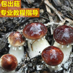 赤松茸菌包 大球盖菇 菌种 蘑菇菌包 食用菌菌种家庭蘑菇盆栽阳台