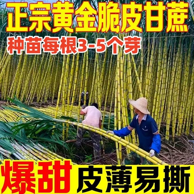 广西黑皮甘蔗苗种籽带芽孢脆皮黄金白玉水果甘蔗种苗种子青皮种苗