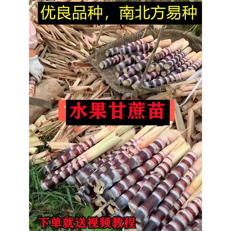 水果黑皮甘蔗苗南北方种子苗种脆皮带芽饱种籽白玉黄皮甜甘蔗种苗