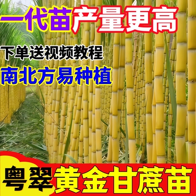 甘蔗种子苗种子橘子木木脆甜