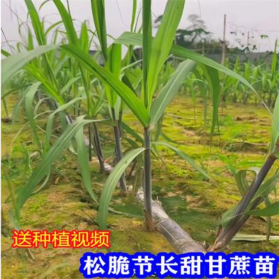 广西黑皮甘蔗苗种籽黄皮种子每节3到7芽南北方种植苗青皮甘蔗种苗