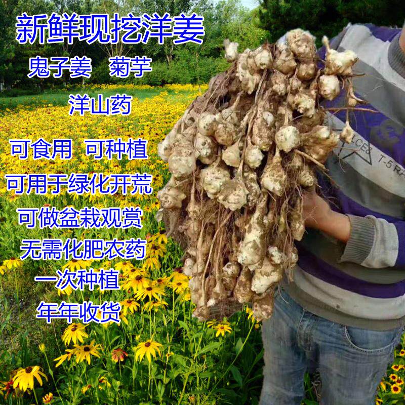 洋姜新鲜现挖野生鬼子姜河北菊芋种子姜不辣洋山药蔬菜野姜蔬菜姜