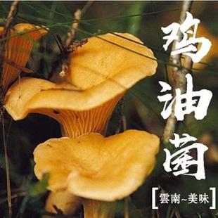 鸡油菌菌种蘑菇包黄丝菌种四季种植食用菌种包阳台盆栽蘑菇种植包