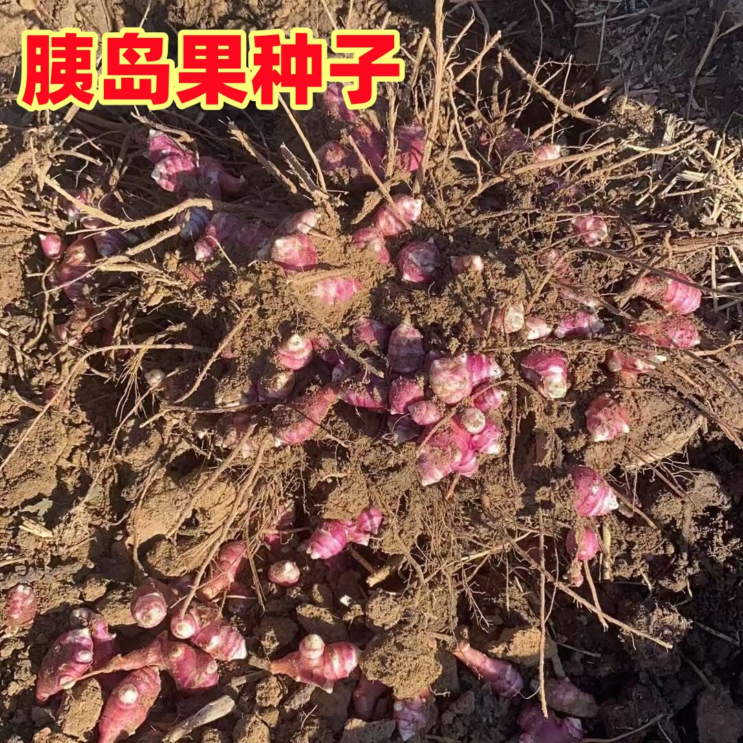 新鲜胰岛果种子结果多农家蔬菜种菊芋红皮红果洋姜种子冬春可以种