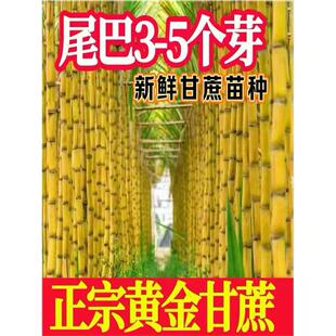 广西黑皮甘蔗苗种籽黄皮种子高产节3到6芽脆甜青皮甘蔗树苗甘蔗苗