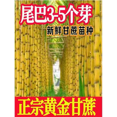 广西黑皮甘蔗苗种籽黄子