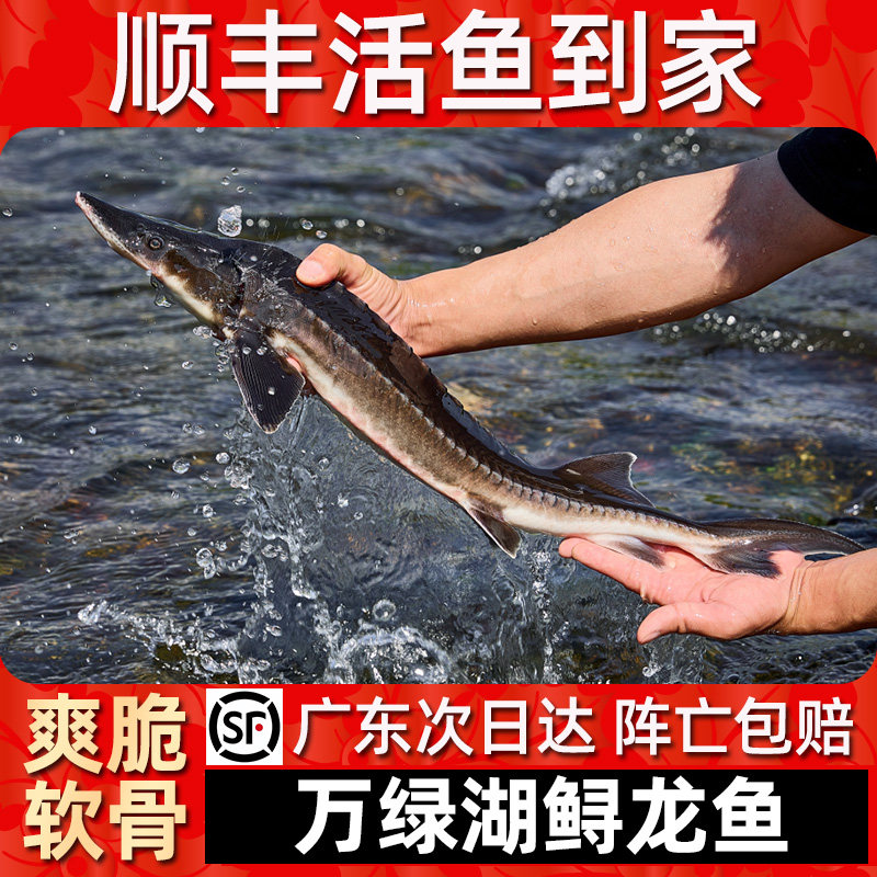 【顺丰活鱼到家】万绿湖鲟龙鱼