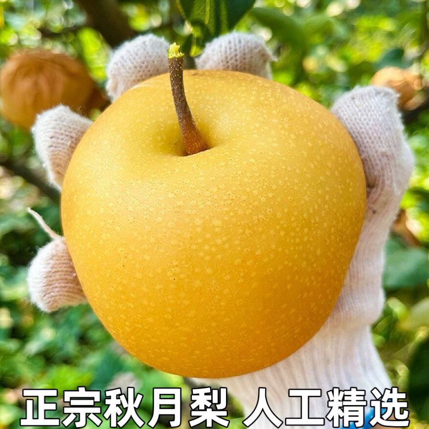 正宗秋月梨新鲜水果当季整箱礼盒黄皮梨子冰糖羊脂秋月梨