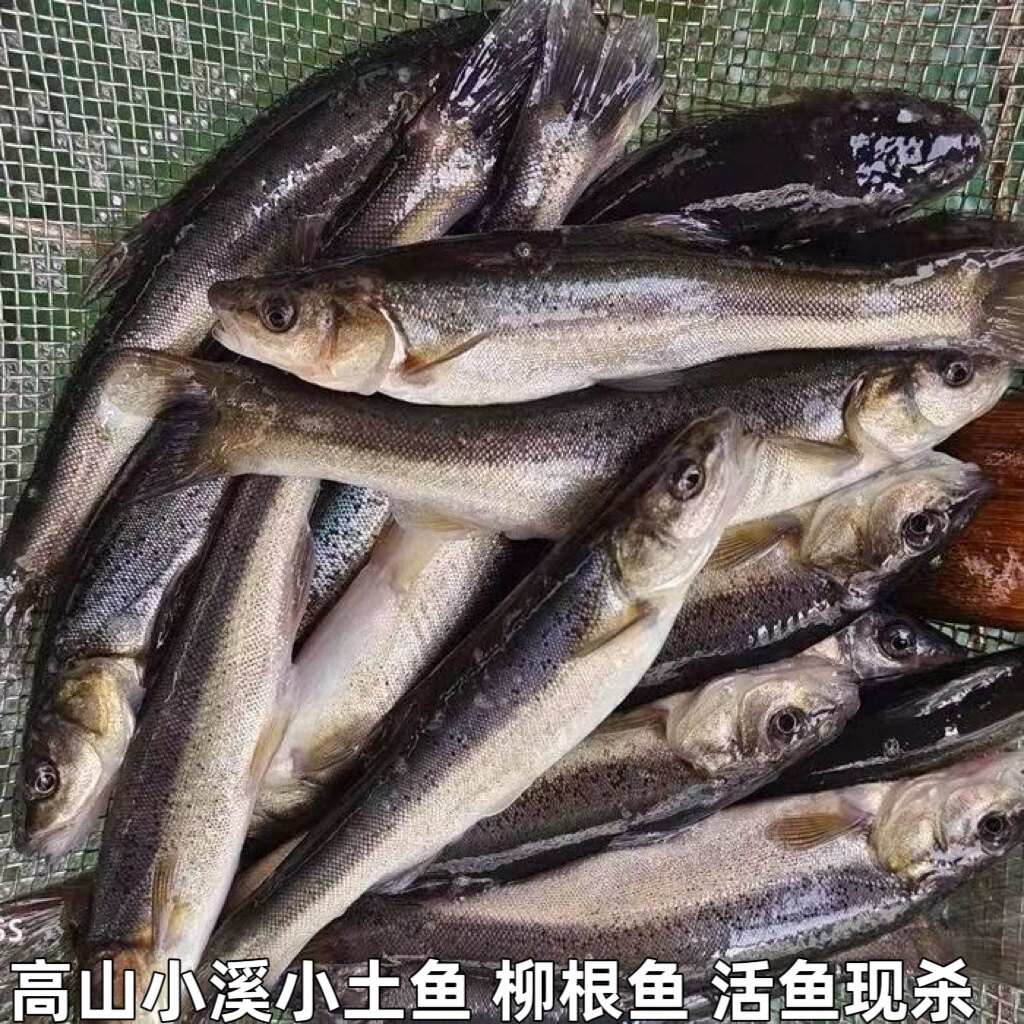 湖北高山小溪冷水鱼柳根鱼鲜活鱼鲜活水产小鱼生鲜小杂鱼小溪鱼