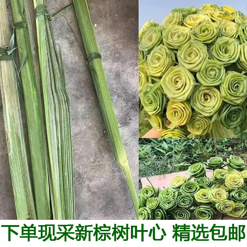 棕芯编织蝴蝶蚂蚱等棕编材料diy新鲜棕榈叶棕树叶现采摘10根包邮