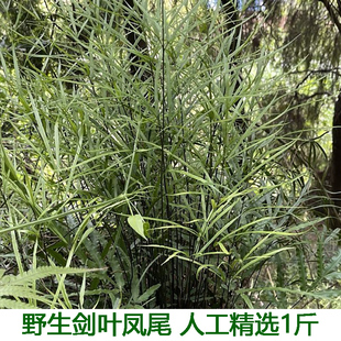 中药保鲜现采1斤包邮剑叶凤尾蕨新鲜 三叉草 井边茜 凤尾草