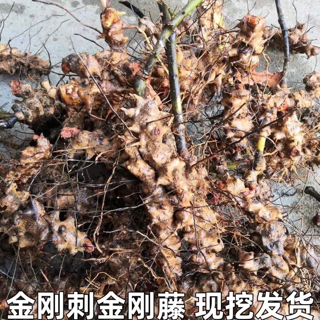 金刚刺中药材 金刚藤 菝葜铁菱角根现挖新鲜金刚藤根铁刺包邮