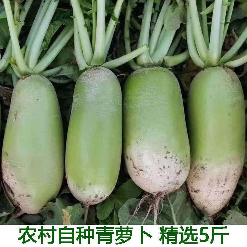 新鲜青皮萝卜5斤包邮湖北水果萝卜生吃甜脆新鲜即食正宗沙窝萝卜,水产肉类/新鲜蔬果/熟食,萝卜/胡萝卜,淘宝优惠券,粉丝福利购,淘宝优惠卷