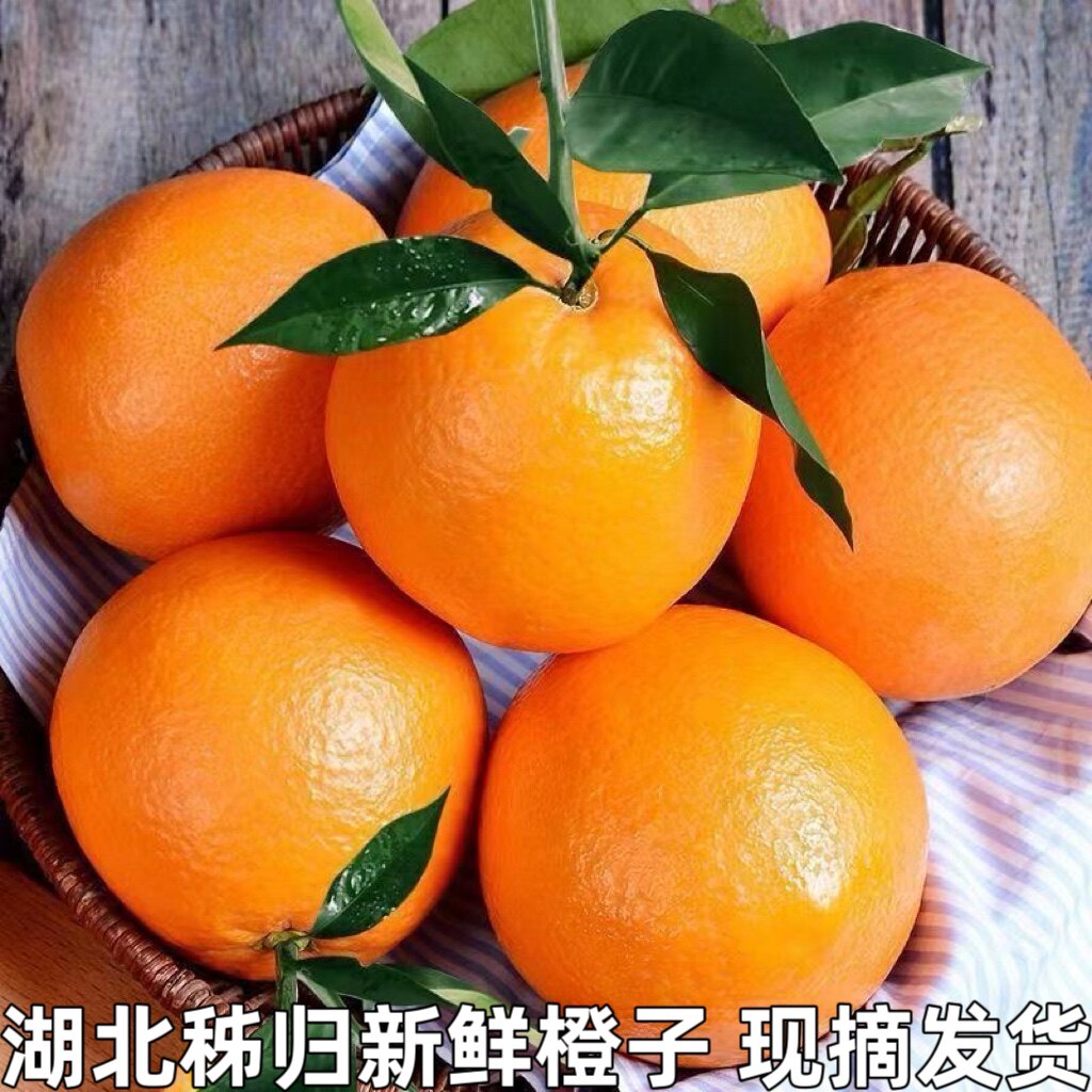 跟随季节发当季橙子伦晚脐橙夏橙橙