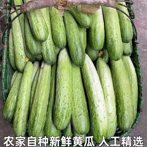 白玉黄瓜农家正宗白玉黄瓜新鲜水果生吃白黄瓜脆嫩小黄瓜