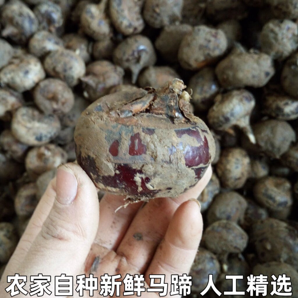 湖北农家自种新鲜马蹄荸荠精选大马蹄地栗脆甜无渣水果蔬菜包邮 - 实物图