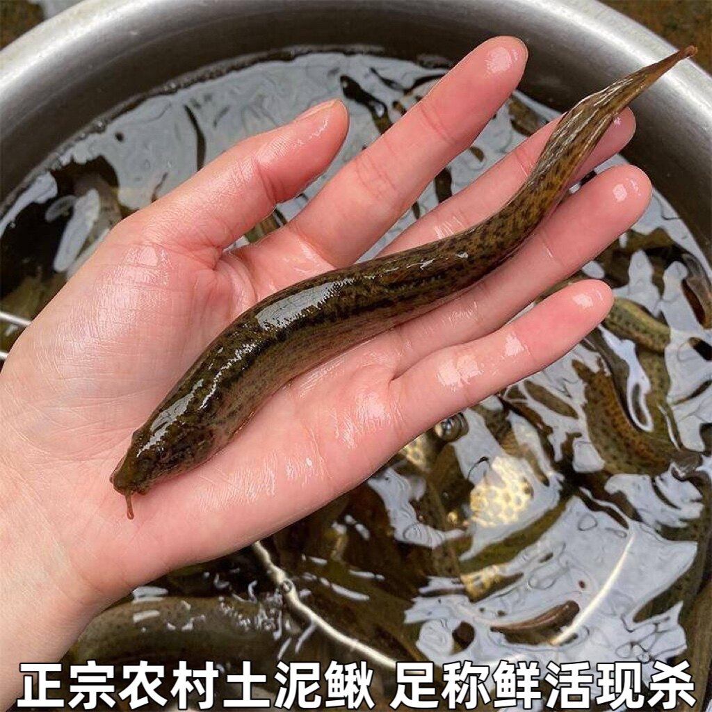 土泥鳅新鲜农村泥鳅鱼鲜活淡水青鳅黄板鳅鱼钓青鱼鳅土泥鳅包邮
