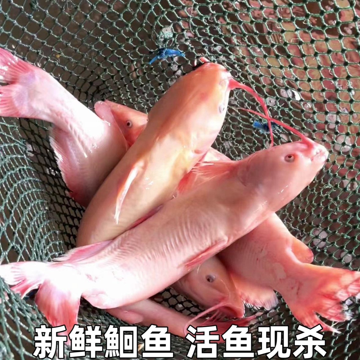 新鲜鮰鱼食用肥鱼粉色肥鱼粉红色淡水鱼现杀现发包邮