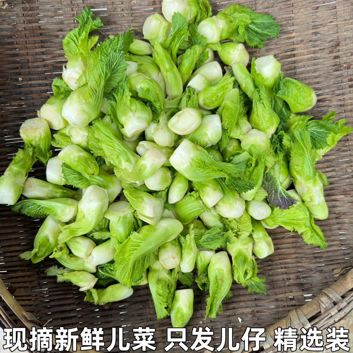 湖北新鲜儿菜食用时令新鲜农家自种娃娃菜整颗抱儿菜泡菜原料包邮